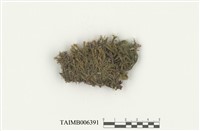 藏品(印度網苔)的圖片